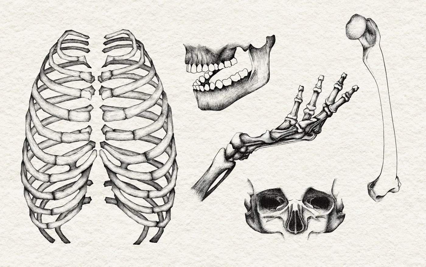 Bone Illustration Set by Rachel Kelli for Creature Publishing — ink drawings of a ribcage, jaw, hand, femur, and skull