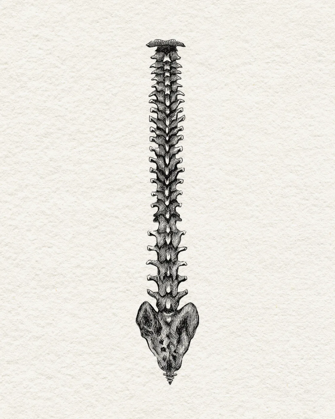 Creature Spine illustration by Rachel Kelli for Creature Publishing — detailed ink drawing of a spine used across the publisher's book spines